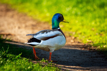 duck on the grass