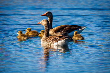 wild duck in the water