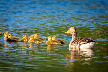 family of ducks