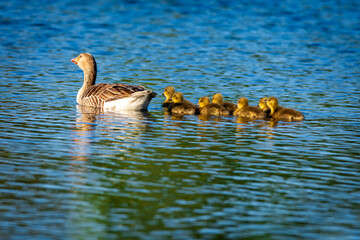 canada goose family