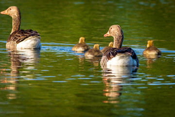 duck and ducklings