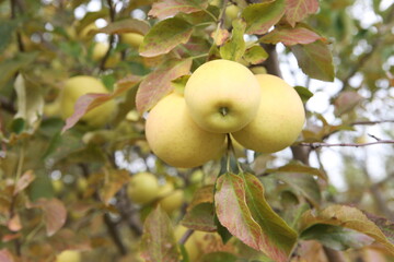 Green apples in the garden on the trees