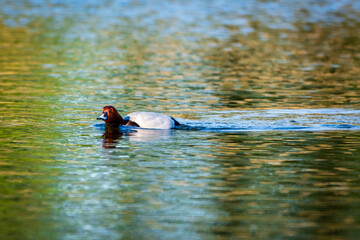 duck on the lake