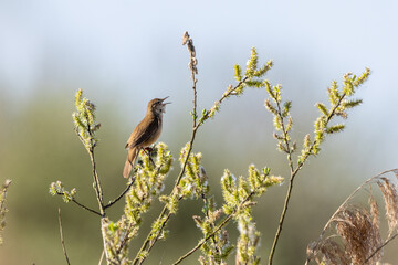 Singender Rohrschwirl (Locustella luscinioides) auf einer Weide am Federsee