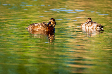 ducks on the lake