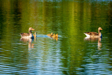 family of ducks