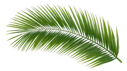 Obraz premium Realistic Green Palm Tree Leaf Isolated Transparent Background