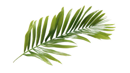 Realistic Palm Tree Frond Isolated on White Transparent Background