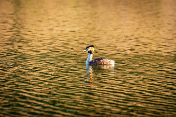 grebes
