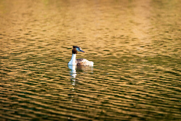 grebes