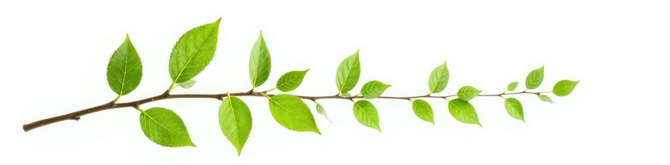 Fototapeta premium Branch with small leaves and tiny stems isolated on white background, organic, leafy greens