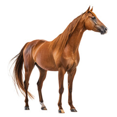 Obraz premium Majestic Horse Portrait: Capturing the grace and power of a chestnut horse standing, showcasing its flowing mane and regal posture against a backdrop of purity.