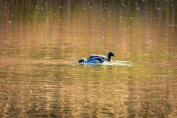 duck on the lake