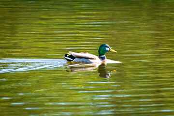 duck on the water