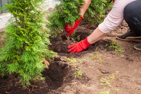 A woman in red gloves is planting a thuja tree to create a lush green privacy screen.