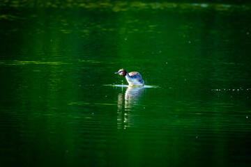 grebes
