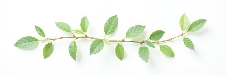 Naklejka premium Delicate branch with tiny leaves on a plain white background, isolated foliage, white