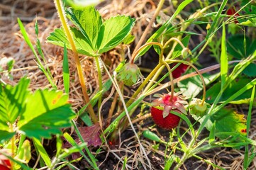 A close-up of red strawberries and vibrant green leaves on the plant in natural sunlight.