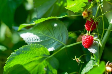 Sunlit raspberries ripen on the vine, promising a fresh and healthy summer harvest in the garden.
