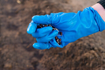 Hand in blue glove sowing sprouting seeds