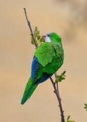 monk parakeet bird on a twig