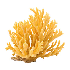 Golden Yellow Sea Fan Coral Stock Photo HighResolution Underwater Image on Transparent background
