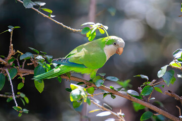 monk parakeet bird on a twig