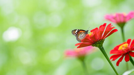 Beautiful butterfly on a red flower