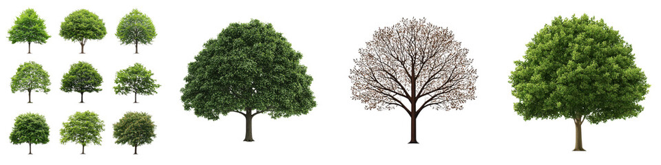 A collection of different trees and their foliage