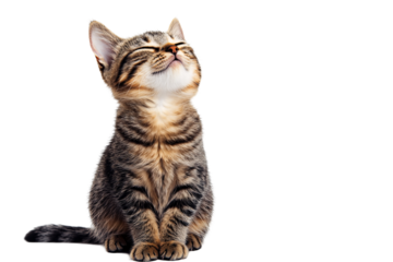 a cat with its eyes closed