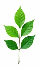 Fototapeta premium A single leafy branch isolated in a stark white environment, leaves, shape