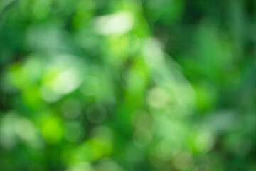green blurred bokeh of vegetable garden, eco friendly background