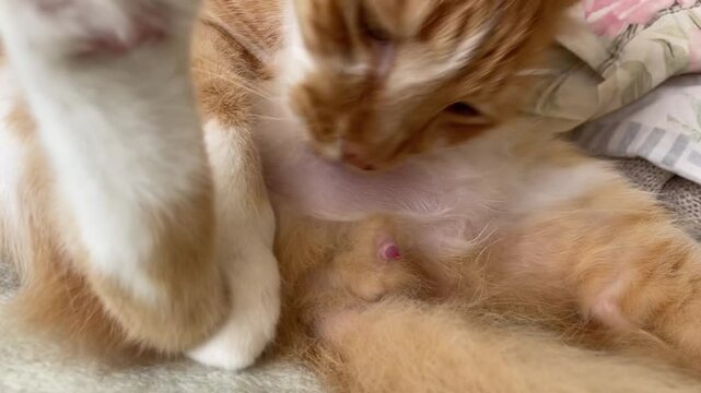 orange cat sitting licking genitals