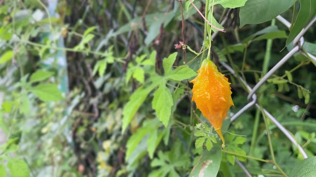 Momordica Charantia, known in Brazil as Mel&atilde;o S&atilde;o Caetano, bitter melon, bitter gourd.
