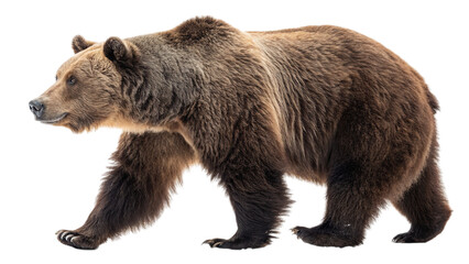 Fototapeta premium A majestic brown bear strolls across a pristine white background, showcasing its powerful gait and thick, luxurious fur.