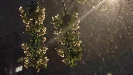 cherry blossoms tremble in the wind under the snow on a may evening. flowers and snowfall in the dark against the background light. 