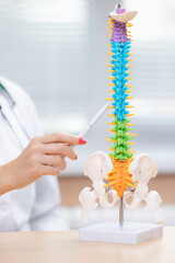 Fototapeta premium Female doctor Neurologist osteopath demonstrating human spine model in medical office