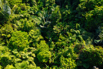 Lush greenery of tropical jungle in thailand with dense vegetation