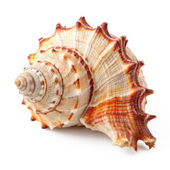 murex shell PNG, transparent background, isolate