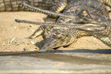 A juvenile Gharial basks in the warm sunlight along a sandy riverbank in Chitwan National Park,...