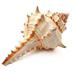murex shell PNG, transparent background, isolate