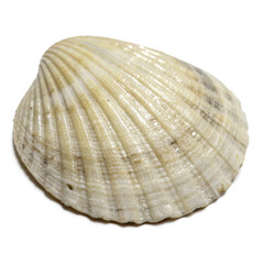 Fototapeta premium scallop shell PNG, transparent background, isolate