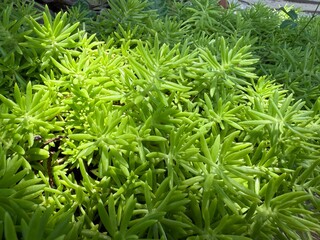 Sedum lineare in the garden