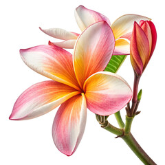 Fototapeta premium tropical flower PNG, transparent background, isolate