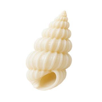wentletrap shell PNG, transparent background, isolate