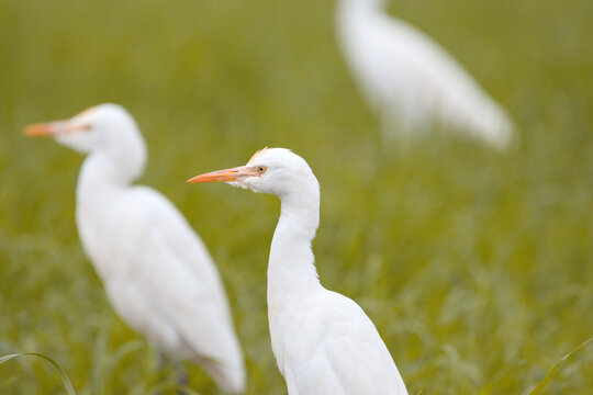 A close-up of a Cattle Egret in a lush green wheat field captures its sharp features and snowy plumage in perfect focus. 