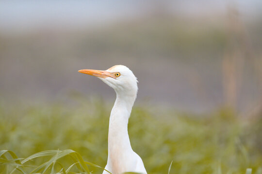 A close-up of a Cattle Egret in a lush green wheat field captures its sharp features and snowy plumage in perfect focus. 