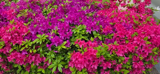 field of flowers