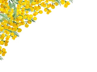 Watercolor corner frame with mimosa in the upper corner. Delicate spring design on white background, perfect for cover, postcard, banner, spring background .