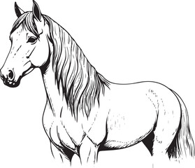 stand horse pencil hand drawn isolated transparent background 